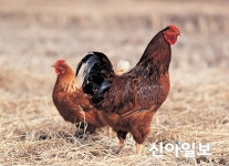 전북 익산 토종닭 농장서 AI 추가 발생