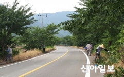 합천 적중면 명곡경로당, 도로변 벚꽃나무 가지치기