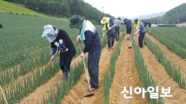 NH농협중앙회 홍천군지부, 호우피해 농가 일손 돕기