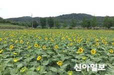 [포토] 합천 쌍책면 해바라기 만개