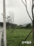 하동 두곡∼신지교차로 왕벚나무 100여 그루 고사위기