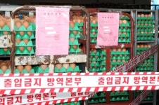 살충제 계란 파동 일파만파… 적발 농가 66곳