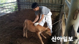 합천, 초계면 가축 무료 순회 진료