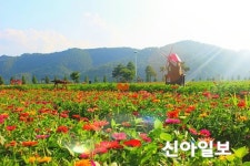 창녕 낙동강 백일홍 축제 보러 오세요