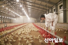 밀집사육 고통 차마 볼 수 없었어요