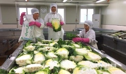 신안 천일염으로 절인 배추 인기 몰이