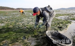 [포토] 태안산 감태 수확 한창