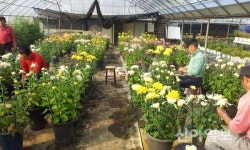 제천시, 국화연구회 분재전문반 교육생 모집