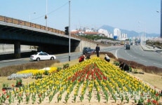 서구, 꽃피는 도시조성 계절 초화 지원사업 실시