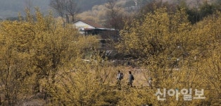 [포토] 다시 봄날 맞은 산수유꽃