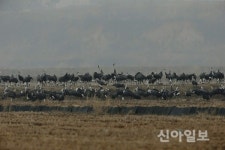 서산 천수만 철새도래지 철새 수난… 밀렵 기승