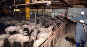 태백, 구제역 방역대책본부 확대 운영