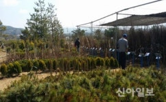 포천시, 산림조합 2018 ‘나무전시판매장 개장’