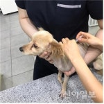 동대문구, 봄철 광견병 예방접종 실시