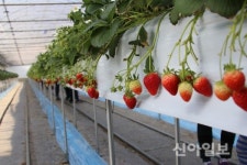 보성군, 봄향기 그윽한 딸기 수확 한창