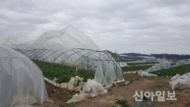 서산, 강풍으로 봄감자 비닐하우스 10동 피해