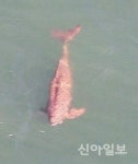 삼천포앞바다에 국제 멸종위기종 토종 돌고래 상괭이 출현