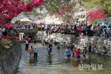 금산, ‘제11회 남일면 홍도화 축제’ 개최