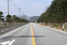 양구군, 소나무 가로숲길 조성사업 추진