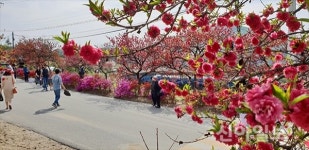 금산 ‘제11회 남일면 홍도화축제’ 성료