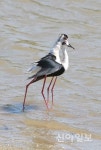 [포토] 서산 천수만서 사랑 나누는 장다리물떼새