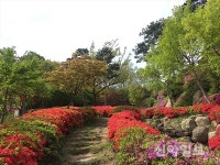 용봉산 자연휴양림, 다채색 꽃길로 상춘객 유혹