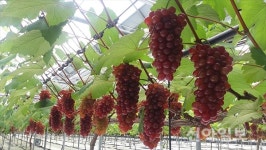 하우스 특별 재배 상주포도 델리웨어 첫 출하