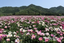 장흥군, 용산 송전리에 작약꽃 만발… 농가소득 향상 기대