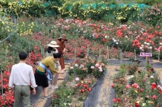 산청 천하태평 장미원 장미축제 20일 개막