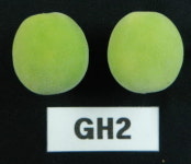 경남도농업기술원, 매실 신품종 ‘홍초롱’, ‘청초롱’ 품종보호권 획득