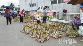 강화마늘 임시시장 27일 개장