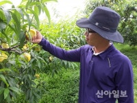 남원시, 송동 명품복숭아 본격 출하