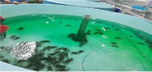 부산수산자원硏, 동남참게 20만 마리 낙동강 방류