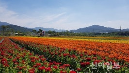 남원, 지리산허브벨리 ‘허브 꽃’ 활짝
