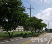 진주시, 신안·평거지구 등 6400여 그루 가지치기 완료
