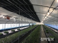 금산, 고품질 깻잎 수출 확대 ‘청신호’