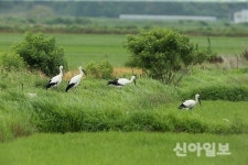 서산 천수만 도래지서 둥지 트는 멸종위기 황새 포착