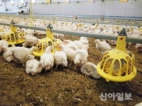 상주시, 양계농가 폭염피해 예방 선제적 대응