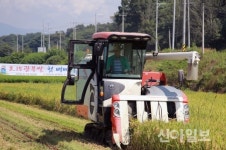 ‘영주 8·15광복쌀’ 경북도 첫 벼베기