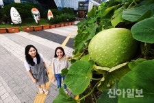 [포토] 용산구청 대박 인기몰이