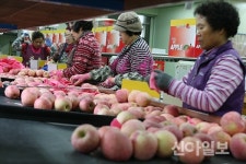 단양 단고을 사과 추석 선물로 ‘인기’