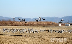 창원시, 주남저수지 겨울 철새 보호 다양한 시책 추진