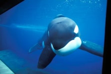 토스 행운퀴즈에 나온 세상에서 가장 큰 고래는?