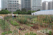 영등포구, 문래동 공공공지 도시텃밭 참여가구 모집
