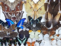 부평, 인천나비공원서 나비곤충 표본 전시회