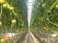 [아이엠파머] ‘삼성맨’이었던 청년, 스마트팜으로 ‘워라밸’하다