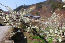 순천향매실마을 동네방네 매화축제 23일 개최