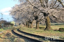 남원 벚꽃 흐드러진 서도역으로 봄소풍 오세요