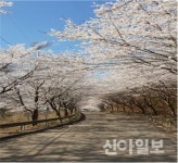 서산, 저수지 따라 구불구불 이어진 벚꽃 물결 절경