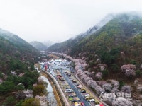 금산군 비단고을 산꽃축제 13~14일 개최